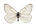 /PicturesNA/ButterflyLogos/Aporia_crataegi_logo_36_26.png