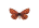 /PicturesNA/ButterflyLogos/Melitaea_athalia_male_logo_36_26.png