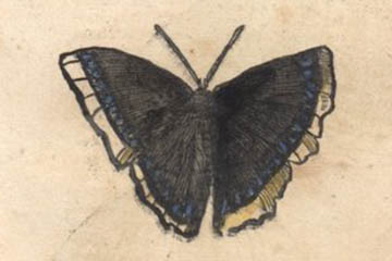 /PicturesNA/Drawings/Butterflies/antiopa_Aldrovandi_1602_front_medium.jpg