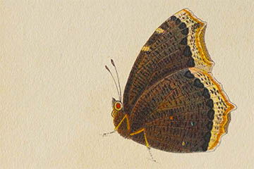 /PicturesNA/Drawings/Butterflies/antiopa_Huebner_1805_back_medium.jpg