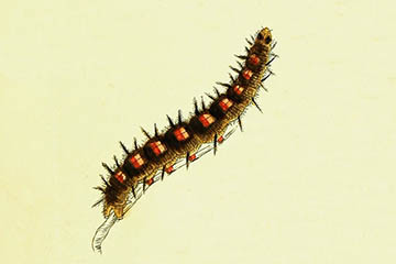 /PicturesNA/Drawings/Butterflies/antiopa_larva_Lewin_1795_medium.jpg