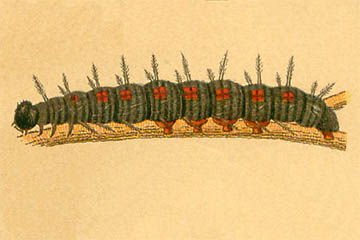 /PicturesNA/Drawings/Butterflies/antiopa_larva_Lutz_1904_medium.jpg