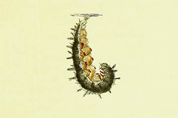 /PicturesNA/Drawings/Butterflies/antiopa_larva_hanging_Lewin_1795_medium.jpg