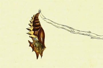 /PicturesNA/Drawings/Butterflies/antiopa_pupae_Lewin_1795_medium.jpg