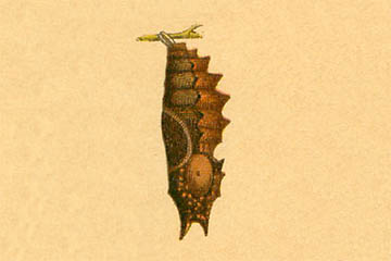 /PicturesNA/Drawings/Butterflies/antiopa_pupae_Lutz_1904_medium.jpg