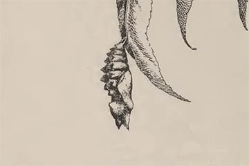 /PicturesNA/Drawings/Butterflies/antiopa_pupae_harris_1766_medium.jpg