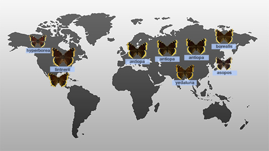 /PicturesNA/Graphics/Maps/antiopa_subspecies_map_world_medium.jpg