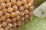 Biologie » Habitat » Ei