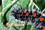 Biologie » Aussehen » Raupe