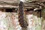 Biologie » Habitat » Puppe