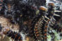 Biologie » Verhalten » Raupe