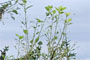 Biologie » Habitat » Raupe