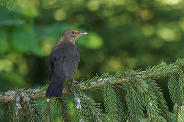 Amsel (Turdus merula) am Hinterzartener Moor