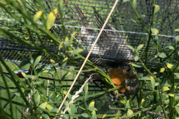 Totes Rotkehlchen (Erithacus rubecula) in einem Hagelschutz-Netz im Wachtberger Obstanbaugebiet