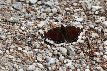 Überwinterter Trauermantel (Nymphalis antiopa)