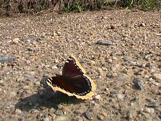 Trauermantel (Nymphalis antiopa) in einem trockenem Flussbett