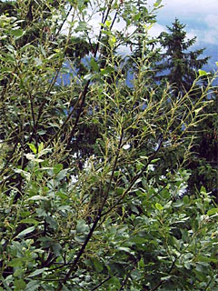 Fraßspuren von Trauermantel (Nymphalis antiopa)-Raupen an Weide (Salix)