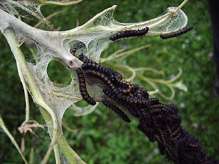 Trauermantel (Nymphalis antiopa) Raupenkolonie im Gespinst