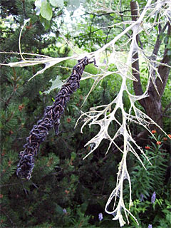 Camberwell Beauty (Nymphalis antiopa) colony of caterpillars on a defoliated branch. A second colonie exists on higher position in the tree.