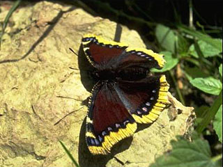 Freshly emerged Camberwell Beauty (Nymphalis antiopa) catching sunlights on a stone