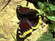 Freshly emerged Camberwell Beauty (Nymphalis antiopa) catching sunlights on a stone