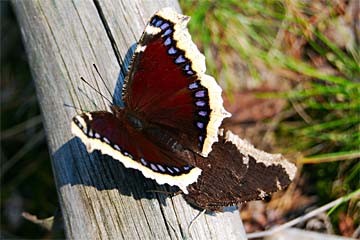 Trauermantel (Nymphalis antiopa) auf einem lichten Waldweg bei der Copulation