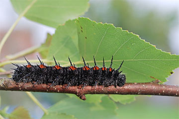 Raupe des Trauermantels (Nymphalis antiopa)