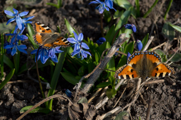 Überwinterte Kleine Füchse (Aglais urticae)