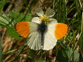 Aurorafalter (Anthocharis cardamines)