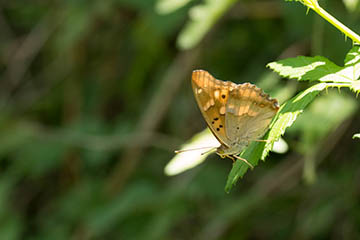 Ein Östlicher Schillerfalter (Apatura metis) (auch Donau-Schillerfalter oder Östlicher Schillerfalter genannt) am Nestos in den griechischen Rhodopen