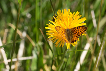 Hochalpen-Perlmuttfalter (Boloria pales)