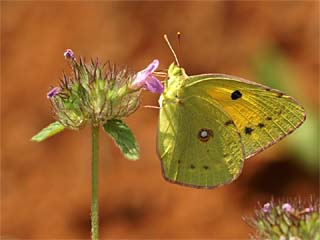 Postillion (Colias croceus)