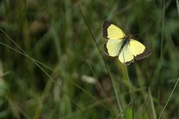 Ein fliegender männlicher Hochmoorgelbling (Colias palaeno) im Hinterzartener Moor