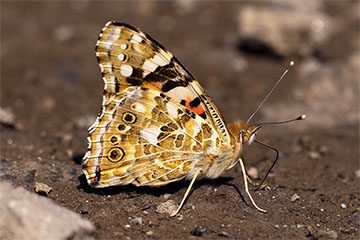 Distelfalter (Vanessa cardui) bei Klotten/Mosel