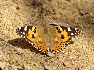 Distelfalter (Vanessa cardui) bei den Wasserfällen von Mariés (Thassos)