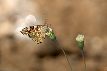 Distelfalter (Vanessa cardui) am Gamsberg-Pass in Namibia