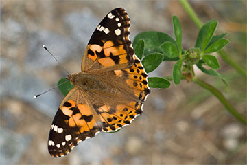 Distelfalter (Vanessa cardui) in der Sächsischen Schweiz