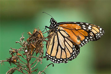 Monarch (Danaus plexippus) auf einer vertrockneten Pflanze im Taoro-Park im Stadtgebiet von Puerto de la Cruz, Teneriffa