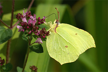 Zitronenfalter (Gonepteryx rhamni) an Oregano (Origanum vulgare) saugend