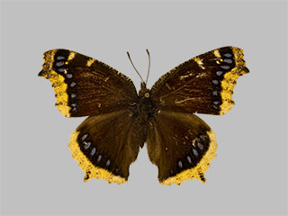 Nymphalis antiopa ssp. hyperborea