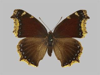 Nymphalis antiopa f. daubii