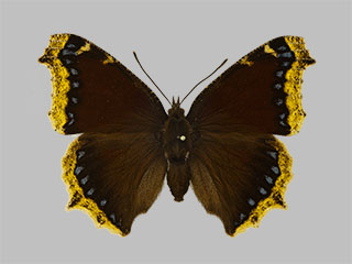 Nymphalis antiopa f.