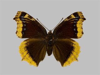 Nymphalis antiopa f.