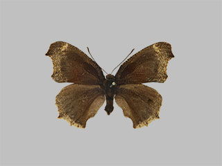 Nymphalis antiopa f.