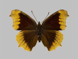 Nymphalis antiopa f. hygiaea