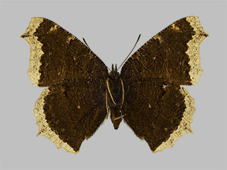 Nymphalis antiopa ssp. antiopa