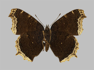 Nymphalis antiopa ssp. asopos