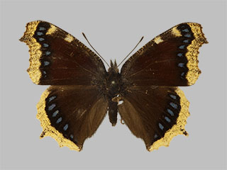 Nymphalis antiopa ssp. asopos