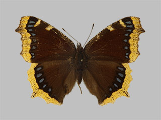 Nymphalis antiopa ssp. borealis