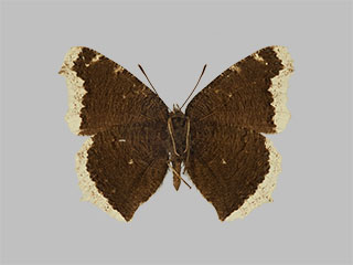 Nymphalis antiopa ssp. borealis